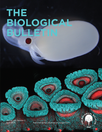 Bild: The Biological Bulletin - University of Chicago Press