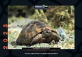 Cover: Schildkr&ouml;ten-Jahreskalender 2023 - Kleintierverlag