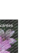 Cover: as if a caress - Cyberwit.Net