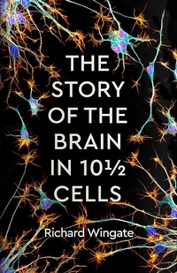 Abbildung von: The Story of the Brain in 101/2 Cells - Wellcome Collection