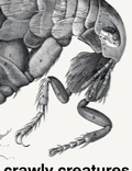 Cover: Crawly Creatures - Depiction and Appreciation of Insects and other Critters in Art and Science - NAI Publishers
