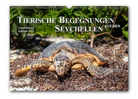 Abbildung von: Tierische Begegnungen auf den Seychellen (Wandkalender 2023, DIN-A-3 quer) - Pixel-Büro. Melle