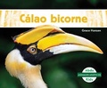 Cover: Calao Bicorne (Great Hornbills) - Abdo Kids Jumbo