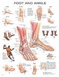 Abbildung von: Foot and Ankle Anatomical Chart - WOLTERS KLUWER HEALTH