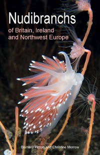 Abbildung von: Nudibranchs of Britain, Ireland and Northwest Europe - Princeton University Press