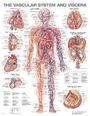 Cover: The Vascular System and Viscera Anatomical Chart - WOLTERS KLUWER HEALTH