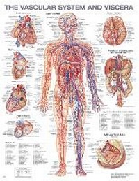 Enlarge image Cover: The Vascular System and Viscera Anatomical Chart - WOLTERS KLUWER HEALTH