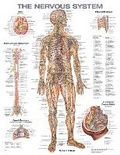 Cover: The Nervous System Anatomical Chart - WOLTERS KLUWER HEALTH