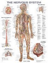 Enlarge image Cover: The Nervous System Anatomical Chart - WOLTERS KLUWER HEALTH