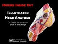 Cover: Illustrated Head Anatomy - Gillian Higgins