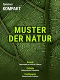 Bild: Spektrum Kompakt - Muster der Natur - Spektrum der Wissenschaft