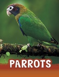 Cover: Parrots - Raintree Publishers