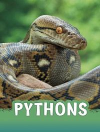 Enlarge image Cover: Pythons - Raintree Publishers