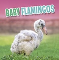 Cover: Baby Flamingos - Raintree Publishers