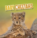 Cover: Baby Cheetahs - Raintree Publishers