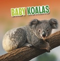Cover: Baby Koalas - Raintree Publishers