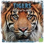 Cover: Tigers - Raintree Publishers