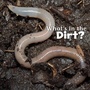 Cover: What's in the Soil? - Raintree Publishers