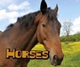 Cover: Horses - Raintree Publishers