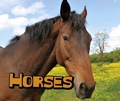 Cover: Horses - Raintree Publishers