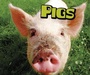 Cover: Pigs - Raintree Publishers