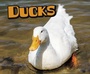 Cover: Ducks - Raintree Publishers