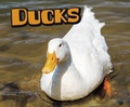Cover: Ducks - Raintree Publishers