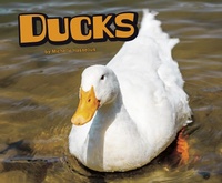 Enlarge image Cover: Ducks - Raintree Publishers