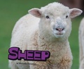 Cover: Sheep - Raintree Publishers