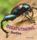 Cover: Breathtaking Beetles - Raintree Publishers