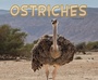 Cover: Ostriches - Raintree Publishers
