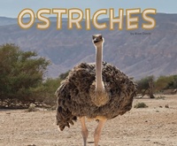 Enlarge image Cover: Ostriches - Raintree Publishers