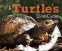 Cover: Turtle's Life Cycle - Raintree Publishers