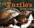 Cover: Turtle's Life Cycle - Raintree Publishers
