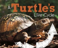 Enlarge image Cover: Turtle's Life Cycle - Raintree Publishers