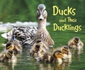 Cover: Ducks and Their Ducklings - Raintree Publishers