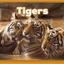 Cover: Tigers - Raintree Publishers