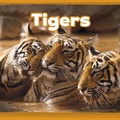 Cover: Tigers - Raintree Publishers