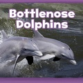 Cover: Bottlenose Dolphins - Raintree Publishers