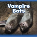 Cover: Vampire Bats - Raintree Publishers