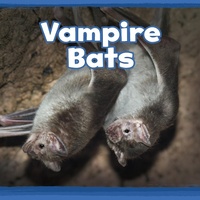 Enlarge image Cover: Vampire Bats - Raintree Publishers
