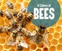 Cover: Colony of Bees - Raintree Publishers