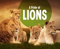 Cover: Pride of Lions - Raintree Publishers