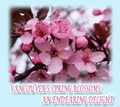 Cover: Vancouver's Spring Blossoms - Distributed By Ingram Spark
