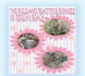 Cover: The Bold and Beautiful Bunnies of Jericho Beach - Annie and Rowena