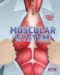 Cover: Muscular System - Crabtree Publishing Co,Canada