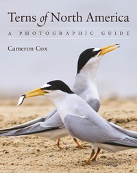 Bild: Terns of North America - Princeton University Press