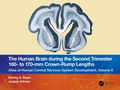 Abbildung von: The Human Brain during the Second Trimester 160- to 170-mm Crown-Rump Lengths - CRC Press