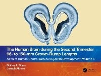 Enlarge image Cover: The Human Brain during the Second Trimester 96- to 150-mm Crown-Rump Lengths - CRC Press