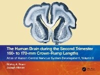 Abbildung von: The Human Brain during the Second Trimester 160- to 170-mm Crown-Rump Lengths - CRC Press